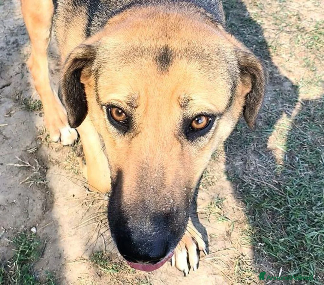 Meticcio cani in regalo: Lulù, strepitosa simil Pastore Tedesco  - Annuncio 2