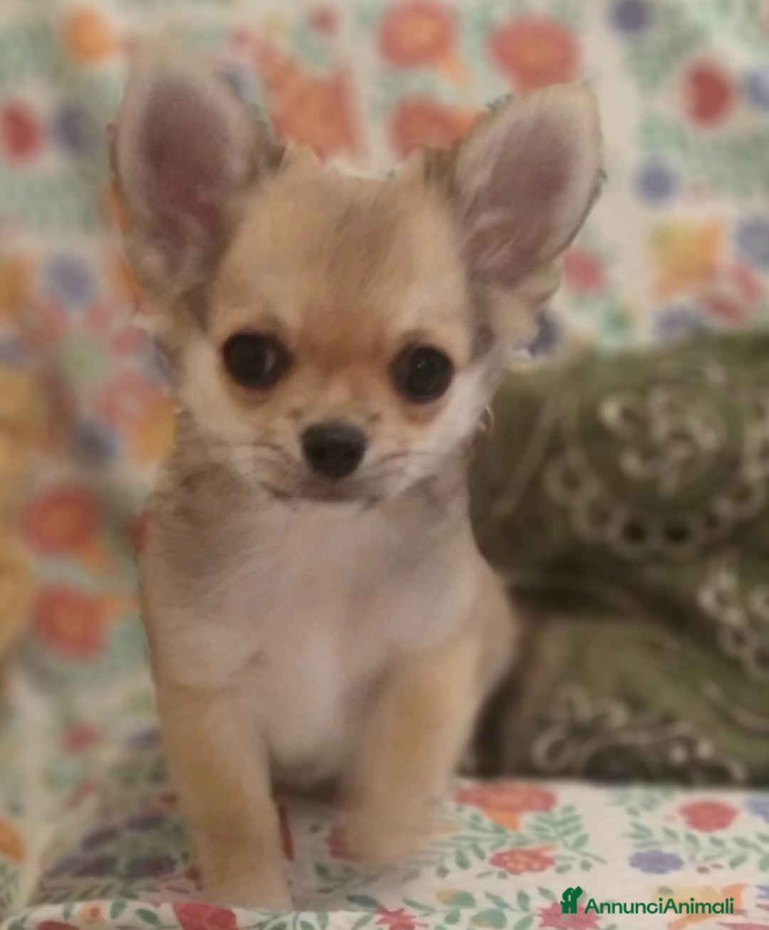 Chihuahua cani in vendita: Chihuahua Femmina a pelo lungo con Pedegree Enci  - Annuncio 11