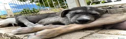 Meticcio cani in regalo: Holly. 3 mesi socievole taglia media - Annuncio 3