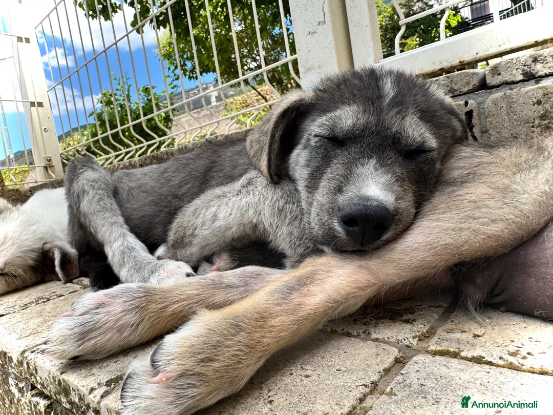 Meticcio cani in regalo: Holly. 3 mesi socievole taglia media - Annuncio 3