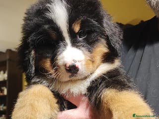 Bovaro del Bernese cani BOVARO del Bernese con pedigree - Annuncio 2