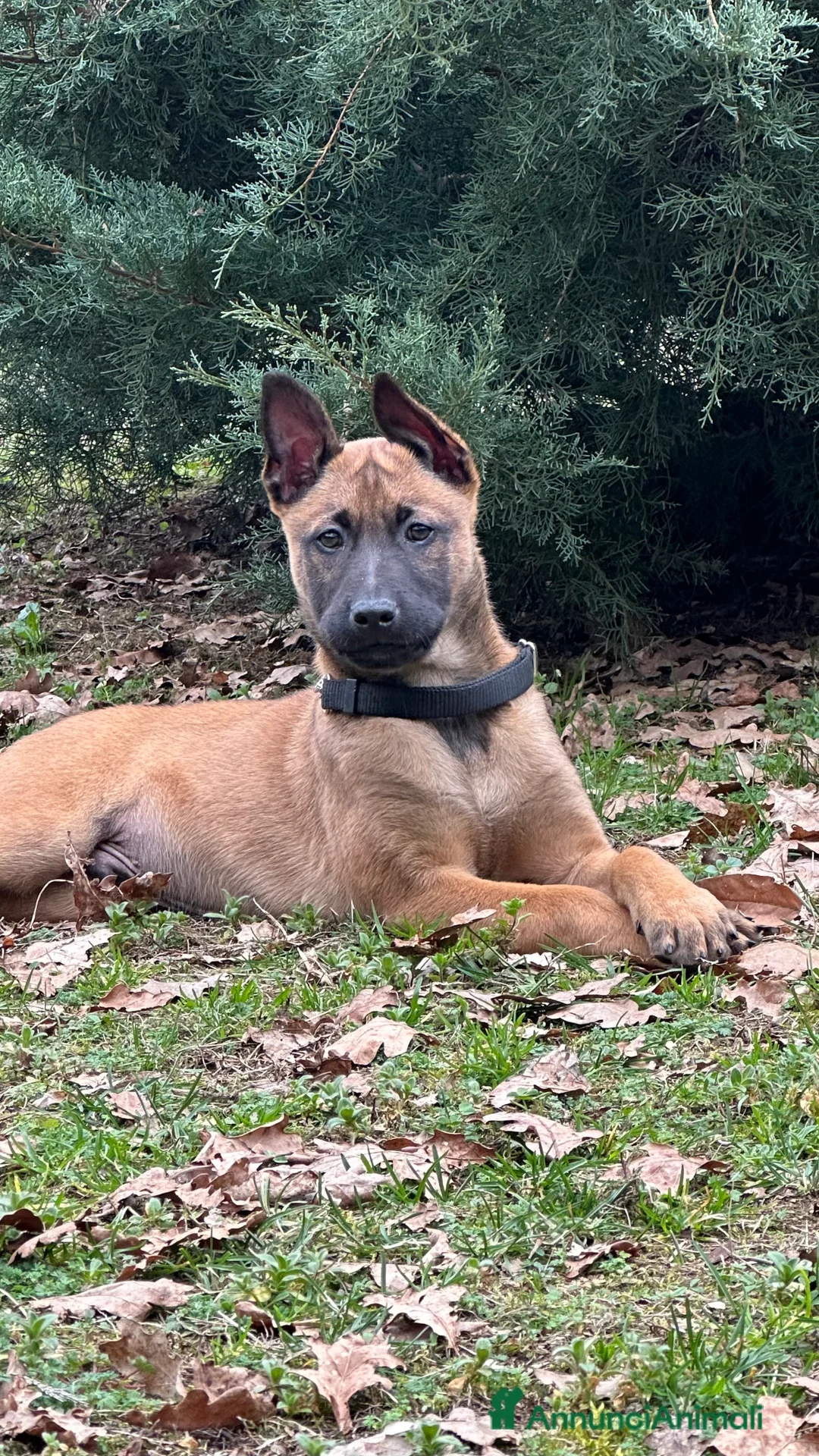 Pastore Belga cani in vendita: Cucciolo maschio pastore belga malinois  - Annuncio 2