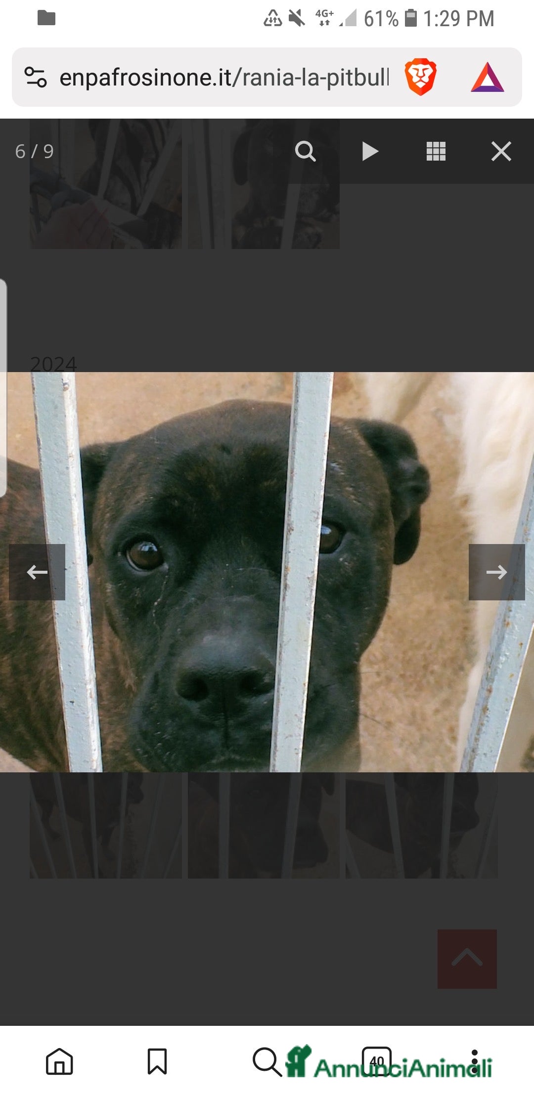 Pitbull cani ADOZ.DEL CUORE: soffre la reclusione: sfruttata!!! - Annuncio 2