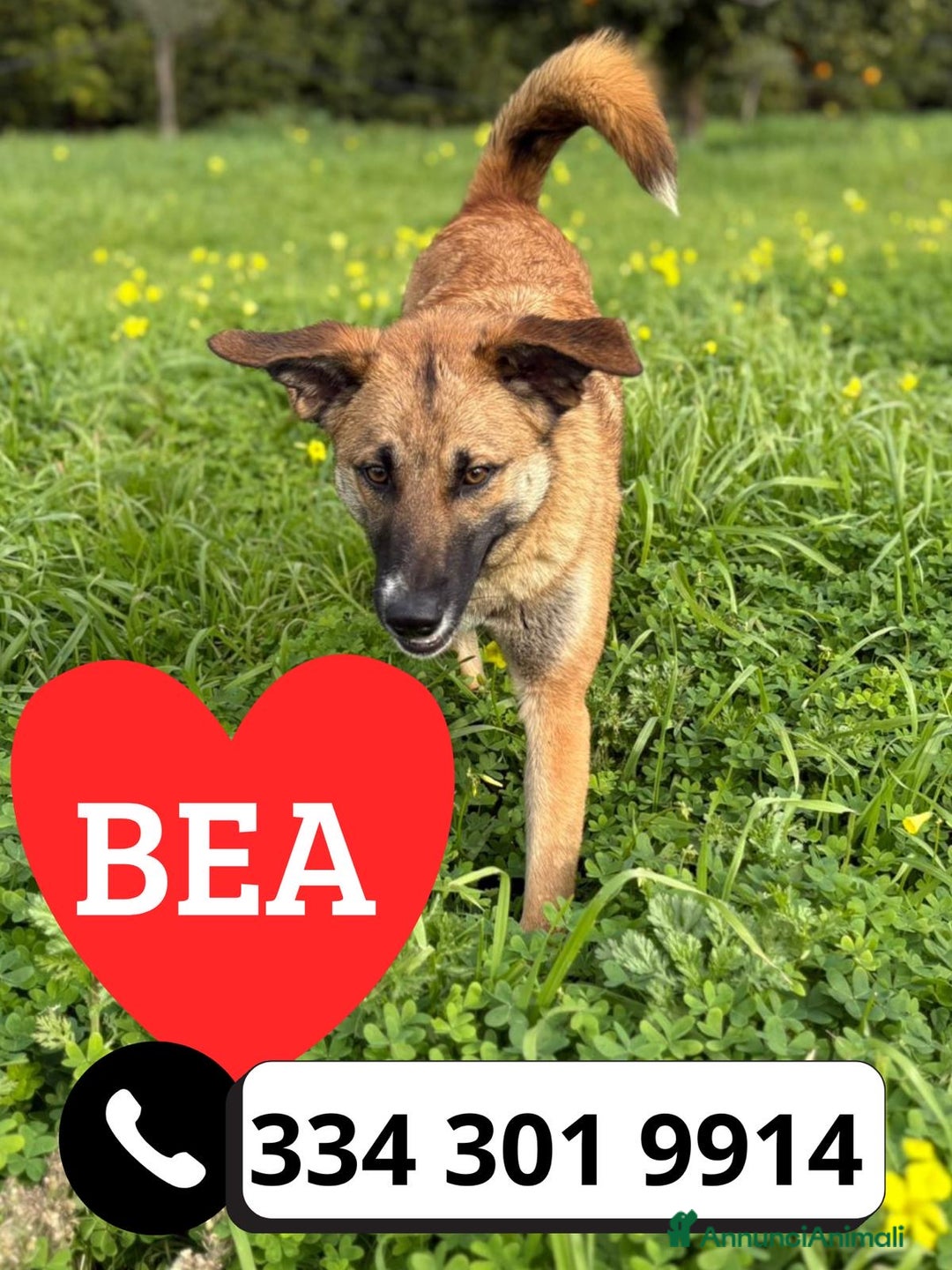 Meticcio cani in regalo: BEA 🩷 - cucciola gettata nell’immondizia 😢🏠 - Annuncio 1