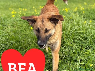 Meticcio cani BEA 🩷 - cucciola gettata nell’immondizia 😢🏠 - Annuncio 41