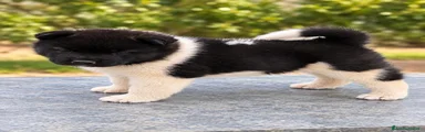 Akita Americano 6