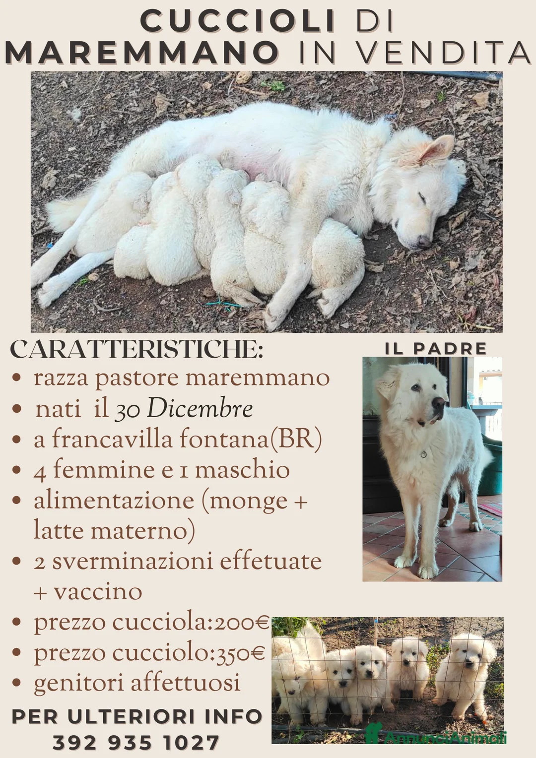 Pastore Maremmano cani in vendita: Cuccioli Pastore Maremmano Vaccinati e Sverminati - Annuncio 1