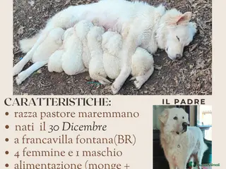 Pastore Maremmano cani Cuccioli Pastore Maremmano Vaccinati e Sverminati - Annuncio 2