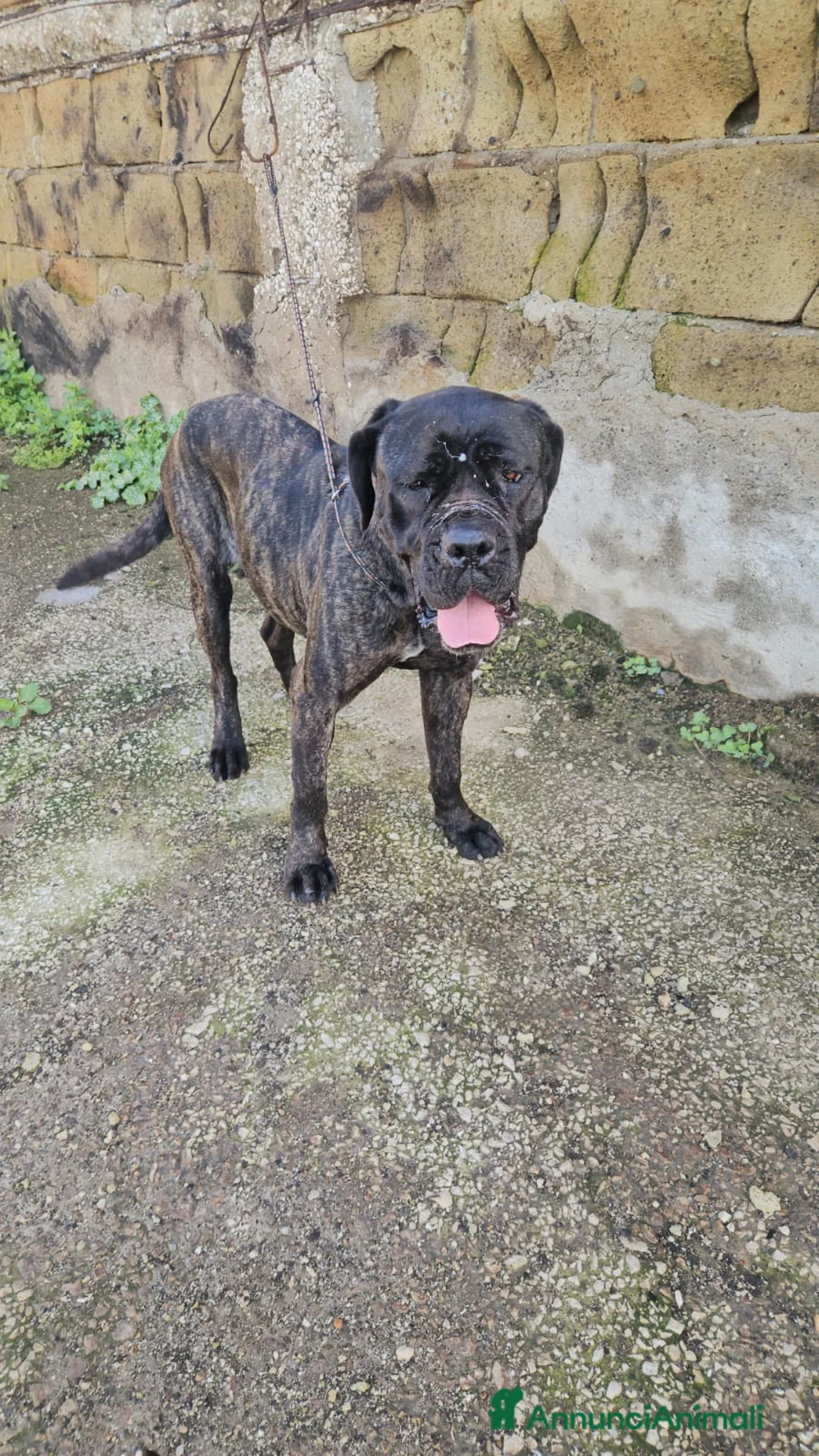Cane Corso cani in regalo: Lucia: cane corso maltrattata dolcissima  - Annuncio 10