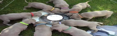 Weimaraner 1