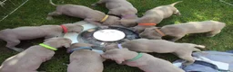 Weimaraner cani in vendita: WEIMARANER splendidi cuccioli  - Annuncio 3