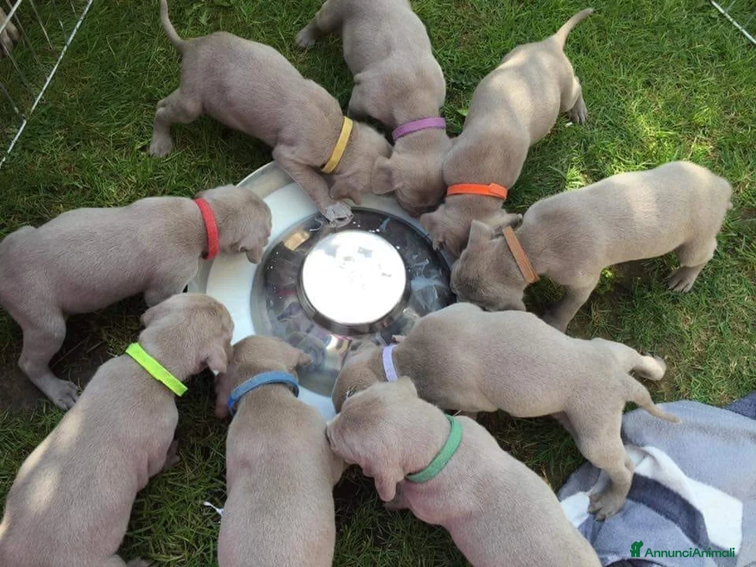 Weimaraner cani in vendita: WEIMARANER splendidi cuccioli  - Annuncio 14