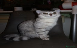 British gatti in vendita: Gatto maschio british 🥰 (ROMA) a Città metropolitana di Roma Capitale - Immagine 5