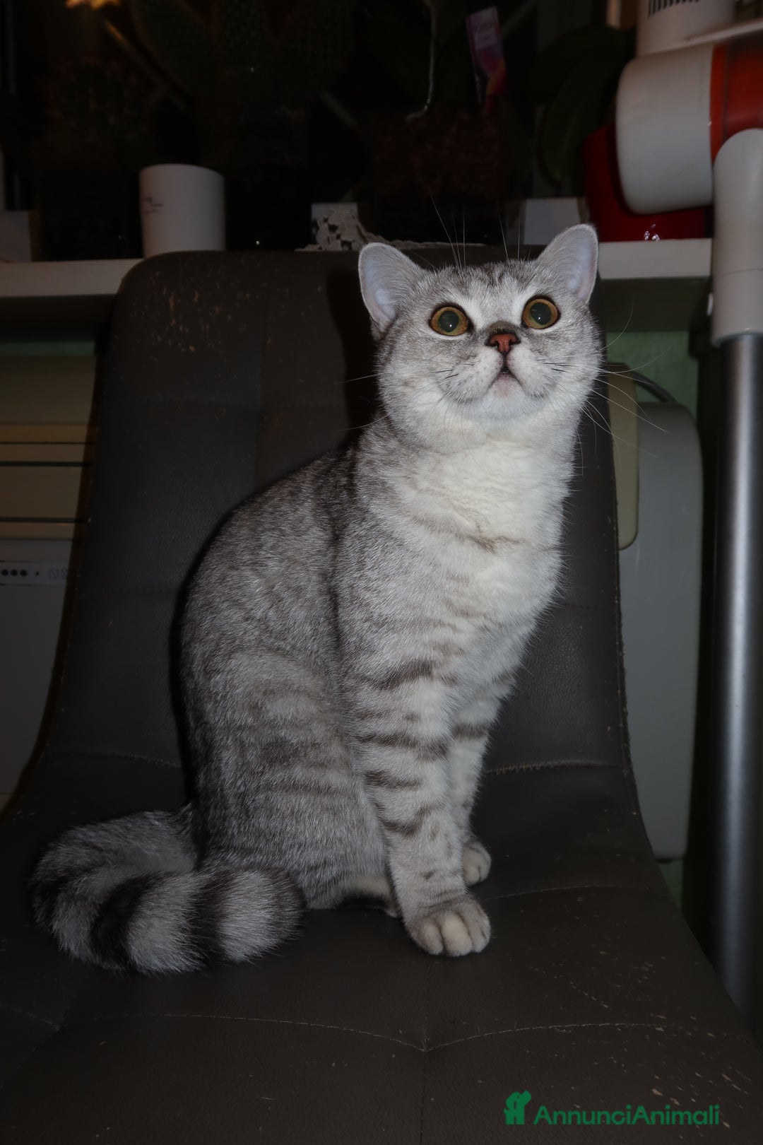 British gatti in vendita: Gatto maschio british 🥰 (ROMA) a Città metropolitana di Roma Capitale - Immagine 5