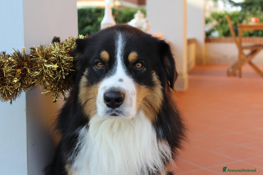 Australian Shepherd cani per accoppiamento: Disponibile per monta - Annuncio 1