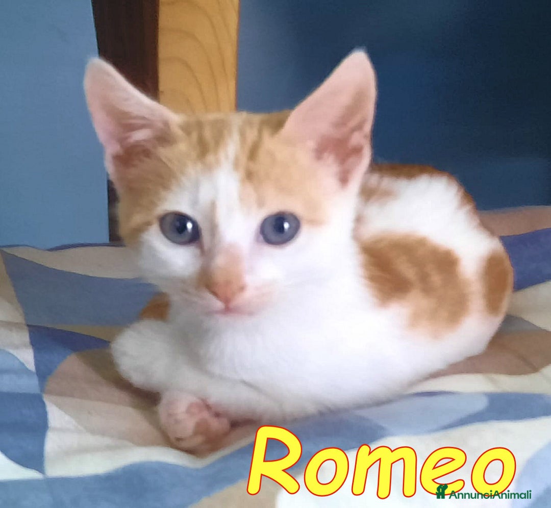 Europeo gatti in regalo: ROMEO E ROMINA TENERISSIMI GATTINI - Annuncio 1