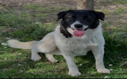 Altre razze cani in regalo: Femmina 2anni SFORTUNATA NESSUNO LA NOTA! RIMA - Immagine 2