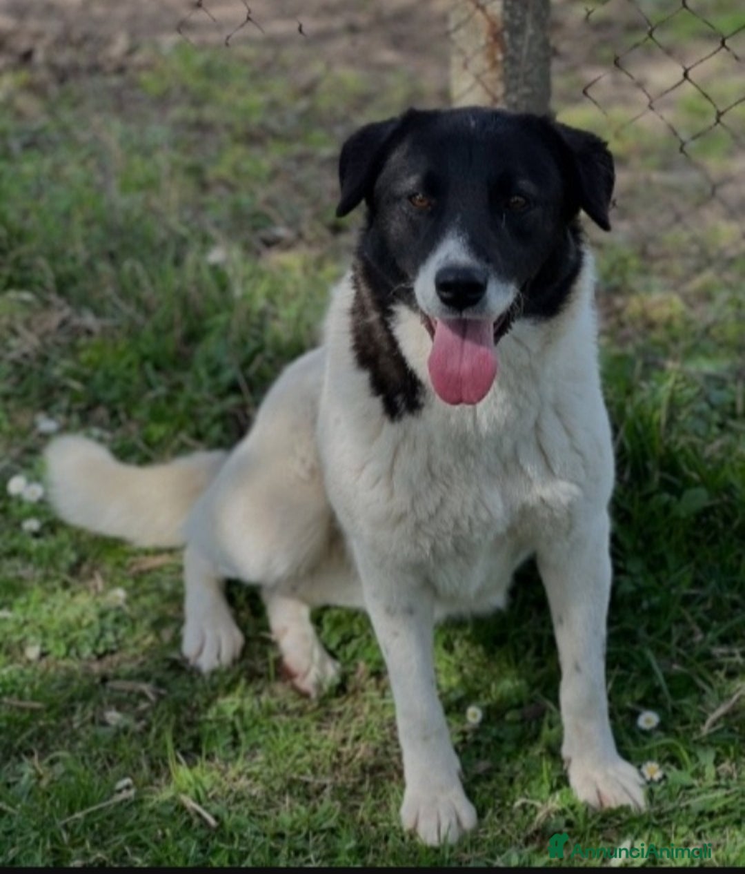 Altre razze cani in regalo: Femmina 2anni SFORTUNATA NESSUNO LA NOTA! RIMA - Immagine 2