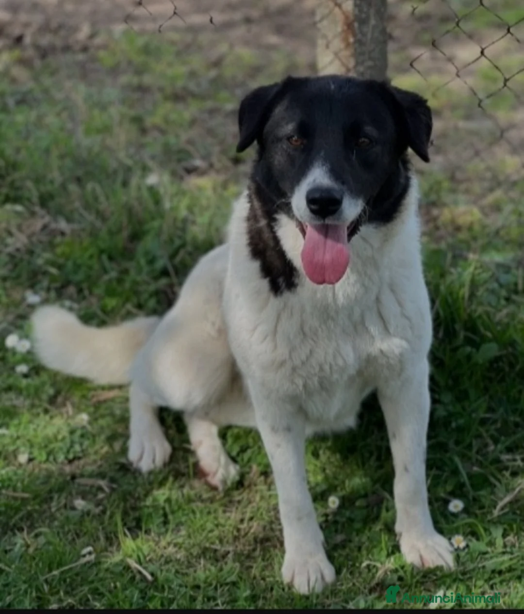 Altre razze cani in regalo: Femmina 2anni SFORTUNATA NESSUNO LA NOTA! RIMA - Annuncio 2