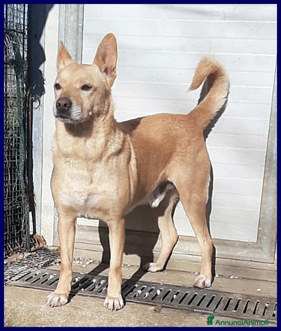 Pinscher Tedesco cani in regalo: EDDY SIMIL PINSCHER 7 ANNI, RINUNCIA DI PROPRIETA' a Genova - Annuncio 5