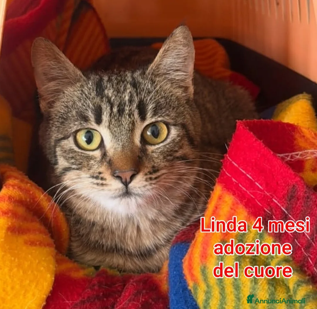 Altre razze gatti in regalo: GATTINI SOLI ED ESCLUSI! a Città Metropolitana di Genova - Annuncio 2