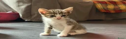 Europeo gatti in regalo: Regalo gattini  - Annuncio 1