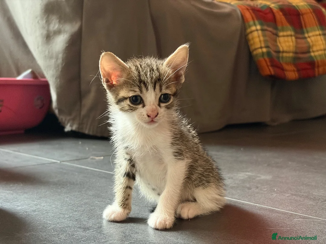 Europeo gatti in regalo: Regalo gattini  - Annuncio 1