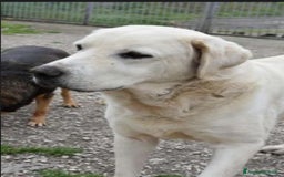 Labrador cani in regalo: Labrador puro adulto finito in canile.NAPOLI SOS a Città metropolitana di Milano - Immagine 2