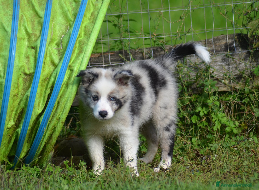 Border Collie cani in vendita: Cuccioli di Border Collie  - Annuncio 12