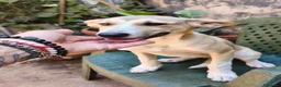 Meticcio cani in regalo: MELANIA ultima rimasta della cucciolata a Città Metropolitana di Bologna - Annuncio 4
