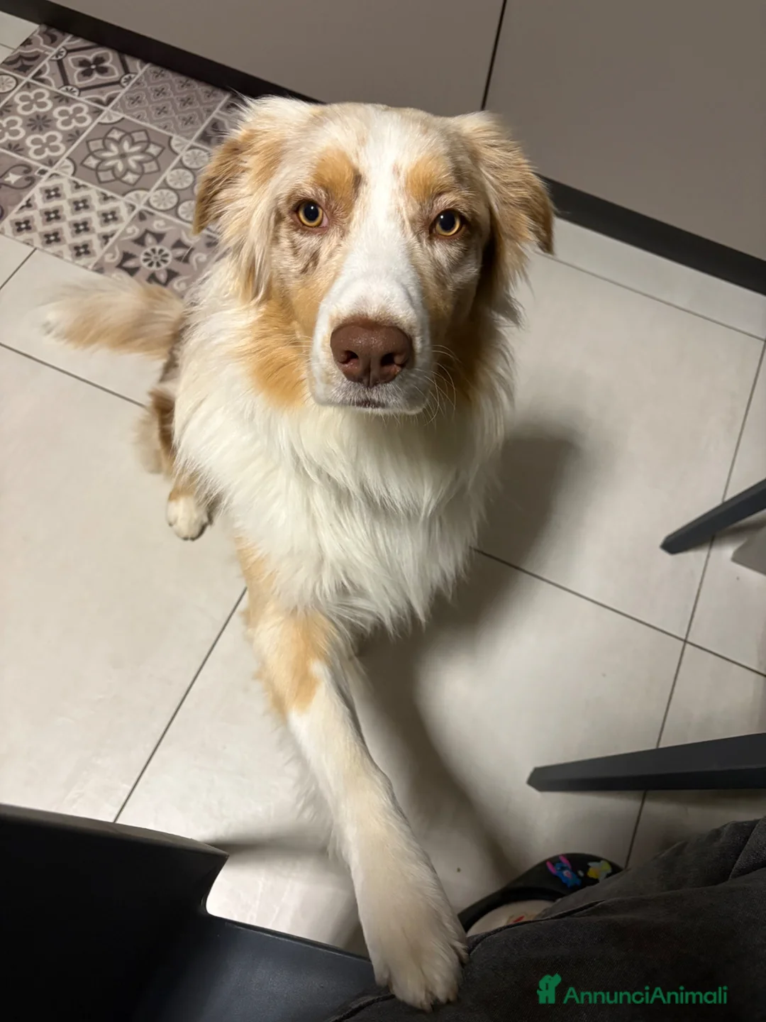 Australian Shepherd cani per accoppiamento: Australian shepherd red Merle per monta  - Annuncio 5