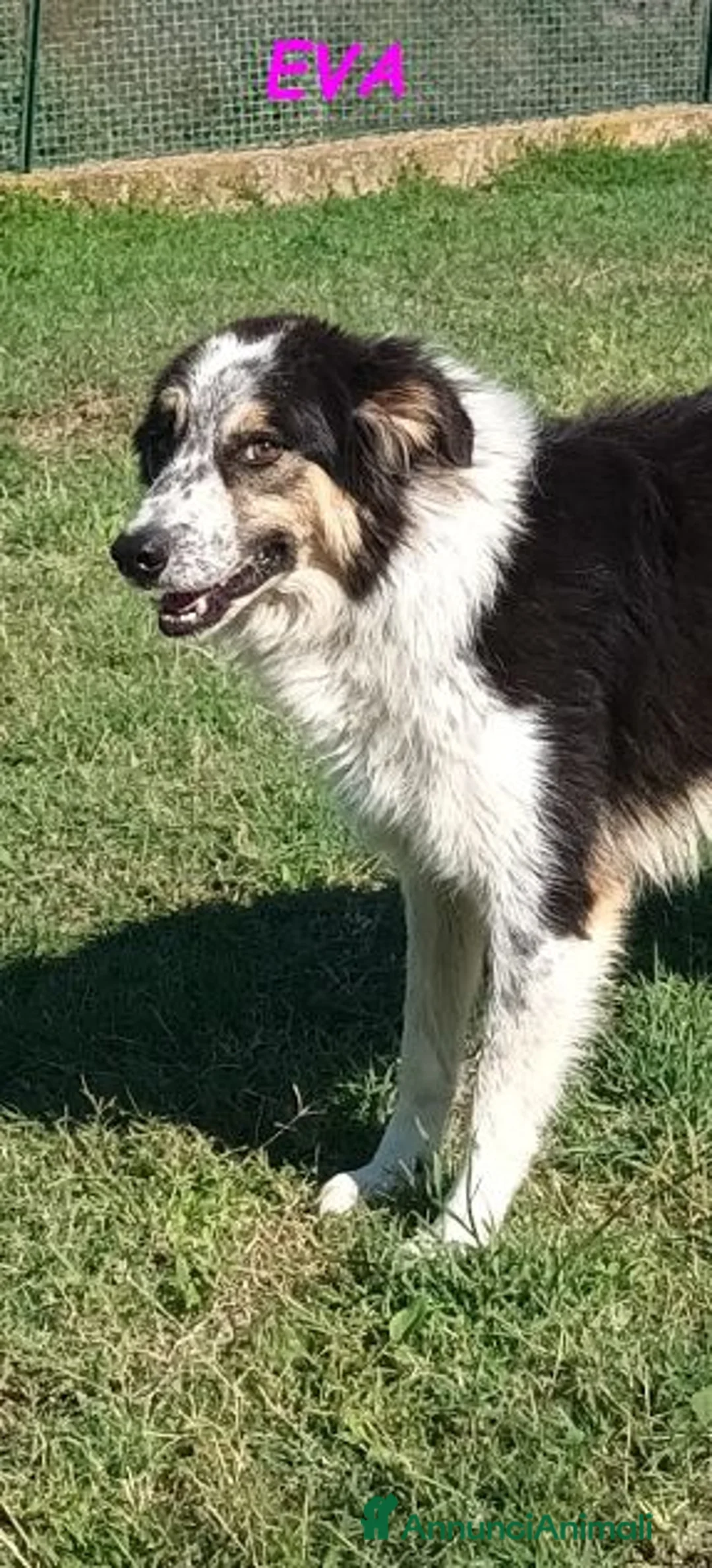 Meticcio cani in regalo: EVA bella timida pastorina a Città Metropolitana di Torino - Annuncio 6