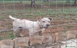 Meticcio cani in regalo: Molossino 2anni mollato 1anno fa..in canile.COSENZ a Città metropolitana di Milano - Immagine 5