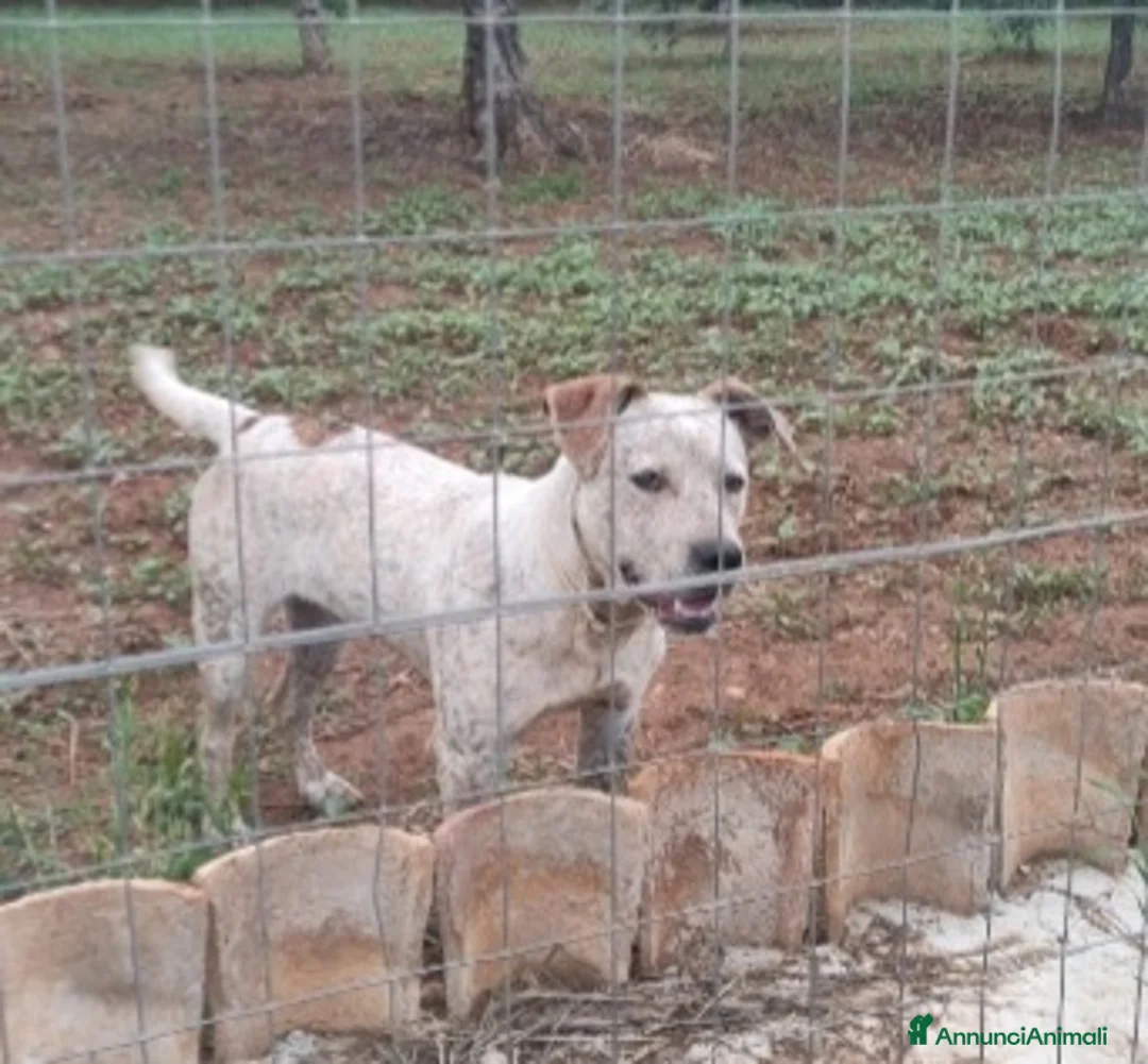 Meticcio cani in regalo: Molossino 2anni mollato 1anno fa..in canile.COSENZ a Città metropolitana di Milano - Annuncio 5