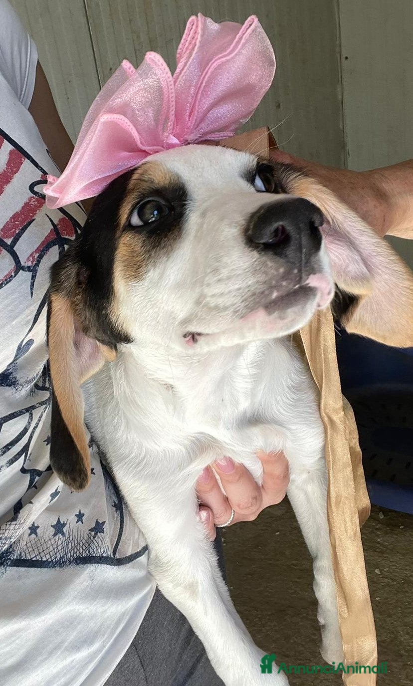 Meticcio cani LA DOLCISSIMA E BELLISSIMA SELENE - Annuncio 6