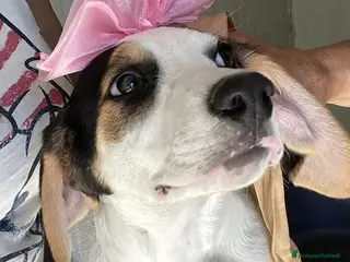 Meticcio cani LA DOLCISSIMA E BELLISSIMA SELENE - Annuncio 6