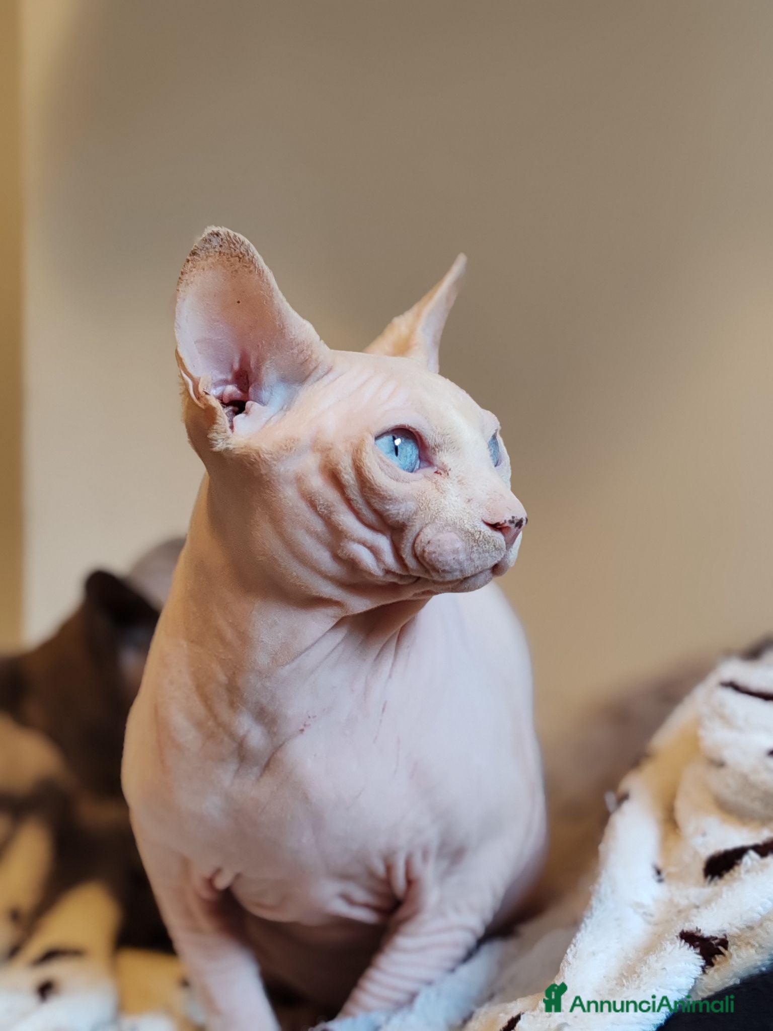Sphynx gatti per accoppiamento: Maschio sphynx disponibile per monta  - Annuncio 1
