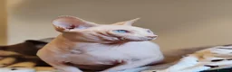 Sphynx gatti per accoppiamento: Maschio sphynx disponibile per monta  - Annuncio 1