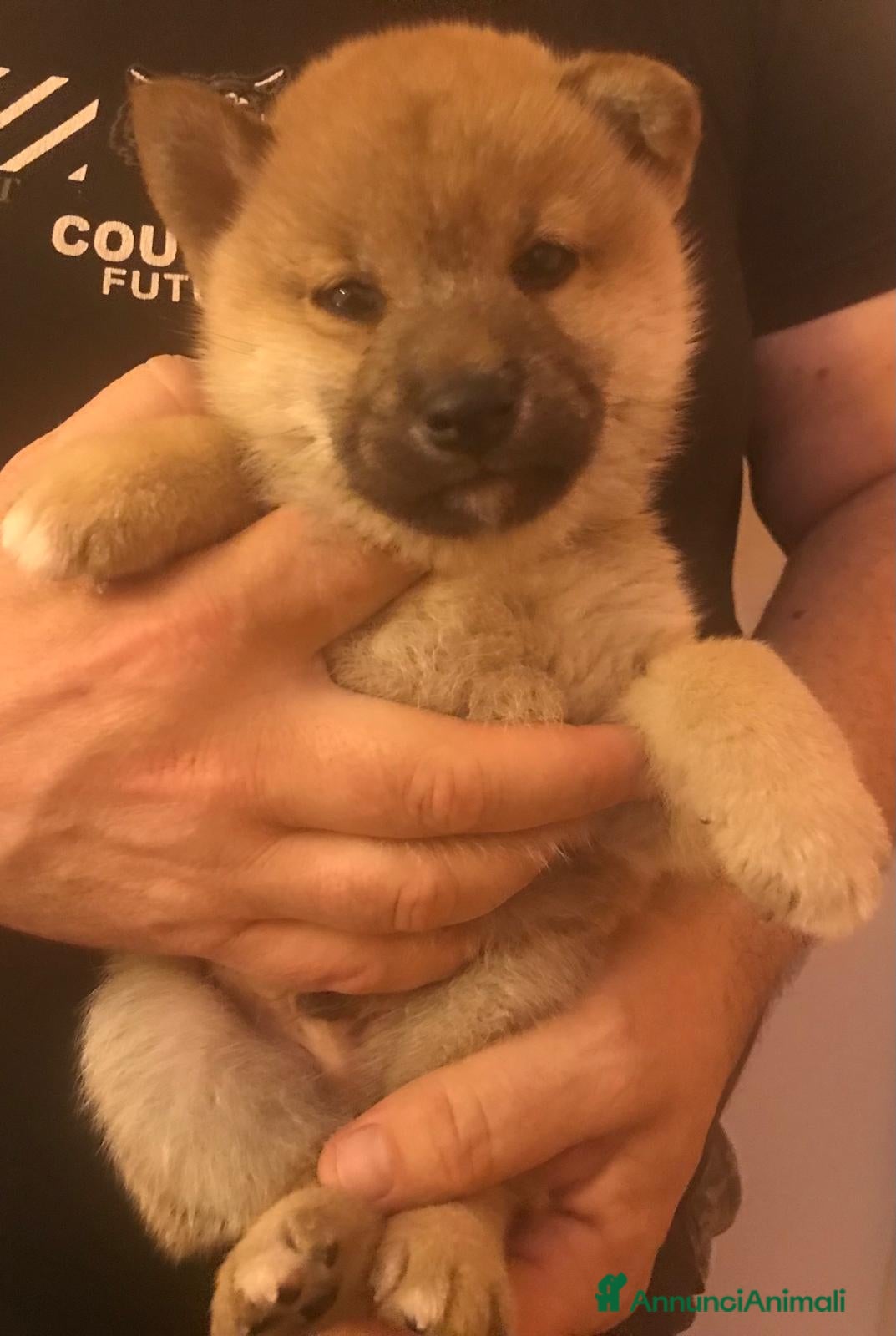 Shiba Inu cani Cuccioli shiba Inu stupendi  - Annuncio 14