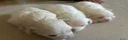 Maltese cani in vendita: Vendo maltesi - Annuncio 10