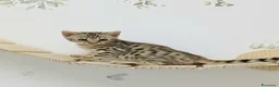 Bengala gatti in vendita: Gatto del Bengala  - Annuncio 4