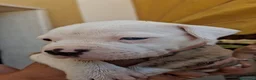 Bulldog cani in vendita: Cuccioli di bulldog americano  a Libero consorzio comunale di Agrigento - Annuncio 14