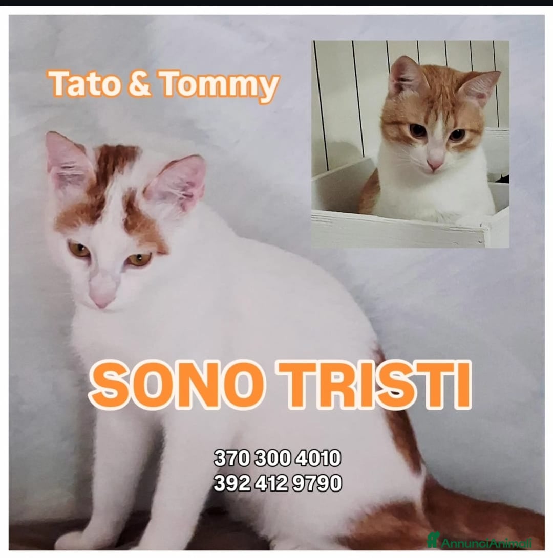 Europeo gatti in regalo: Tato e tommy - Annuncio 5