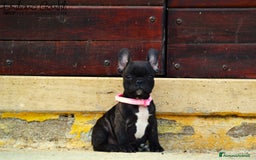 Bulldog Francese cani in vendita: Femmina bringee bouledogue francese  - Immagine 6