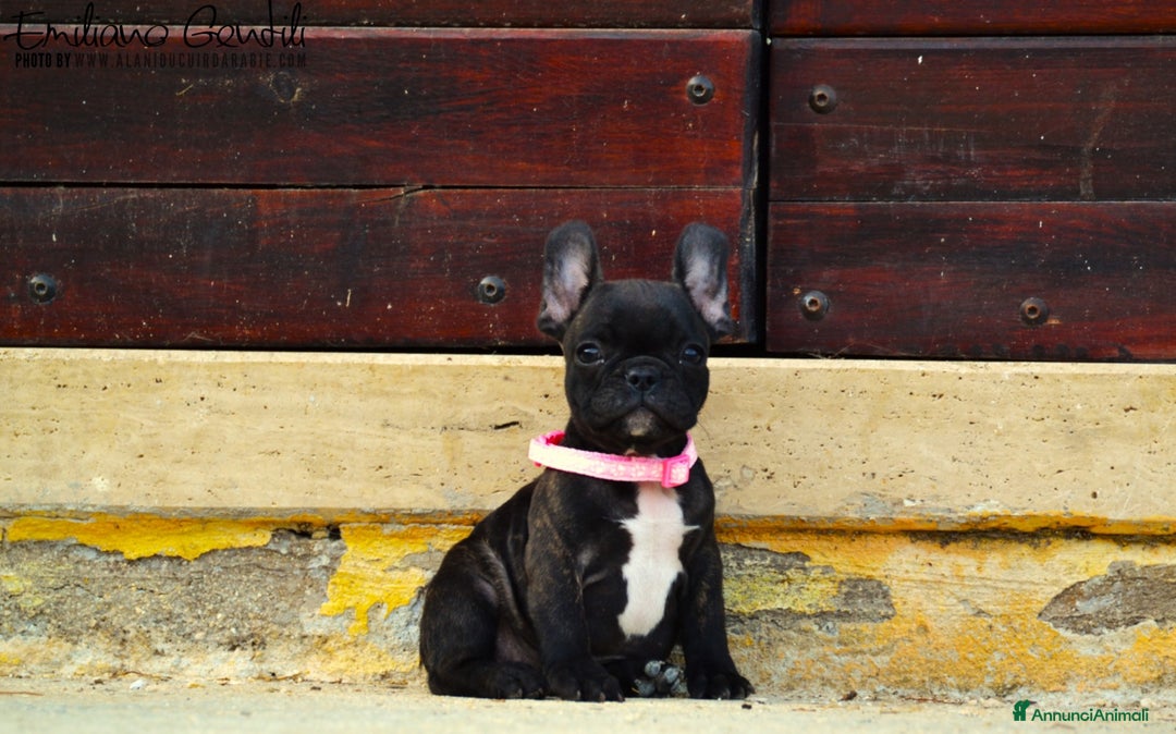 Bulldog Francese cani in vendita: Femmina bringee bouledogue francese  - Immagine 6