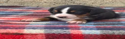 Grande Bovaro Svizzero cani in vendita: Grandi cuccioli di cane svizzero - Annuncio 3