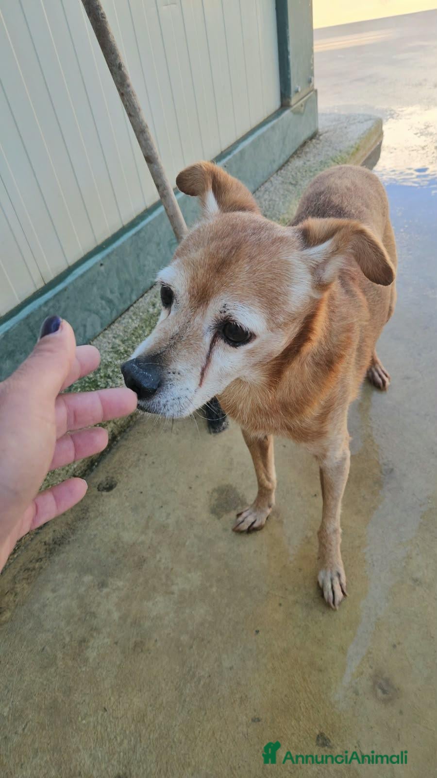 Meticcio cani Frizzy: 17 anni taglia piccola. Cerca nuova casa - Annuncio 19