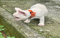 Bulldog Francese cani in vendita: French Bulldog Femmina  - Immagine 7