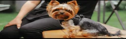 Yorkshire cani per accoppiamento: Yorkshire Terrier cerc compagna per accoppiamento  - Annuncio 5