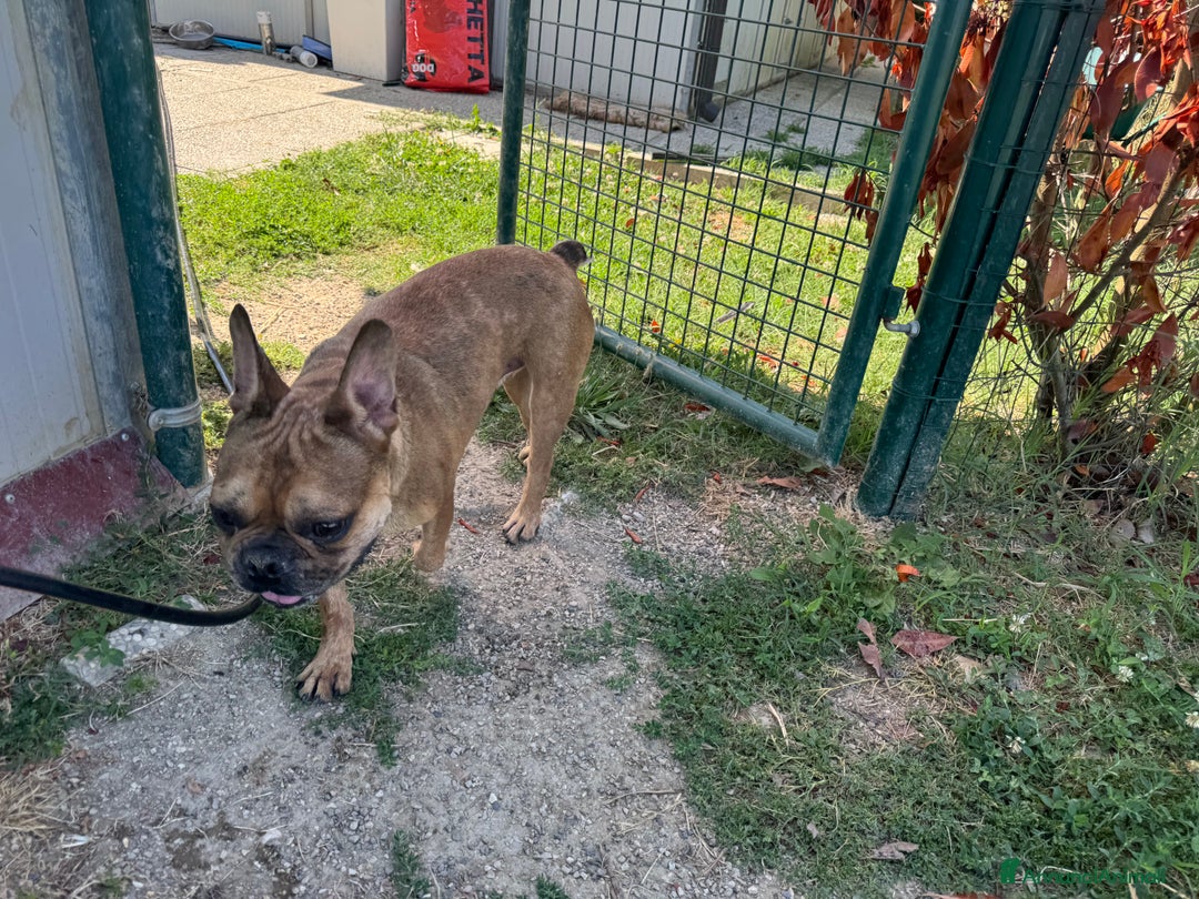 Bulldog Francese cani in regalo: Simil Bouledogue Francese a Provincia di Ferrara - Immagine 7